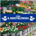 Kwiaciarnia H. Skrzydlewska